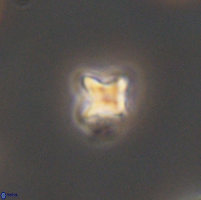 Palaeorhomboaster svabenickae 12565