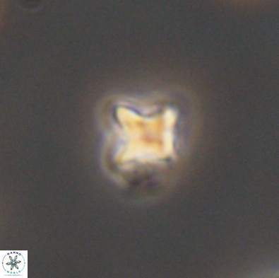 Palaeorhomboaster svabenickae 12565