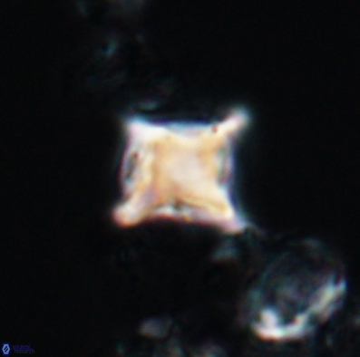 Palaeorhomboaster svabenickae 12586