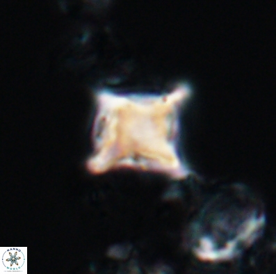Palaeorhomboaster svabenickae 12586