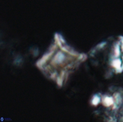 Palaeorhomboaster svabenickae 12588