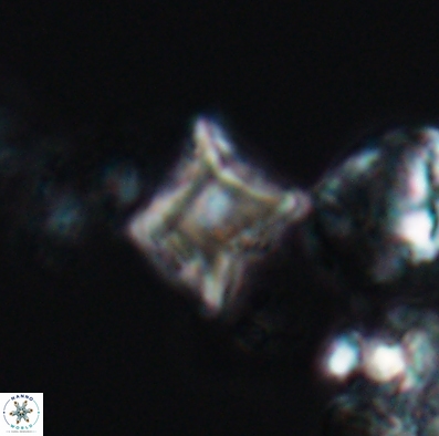 Palaeorhomboaster svabenickae 12588