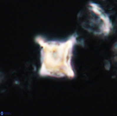 Palaeorhomboaster svabenickae 12590