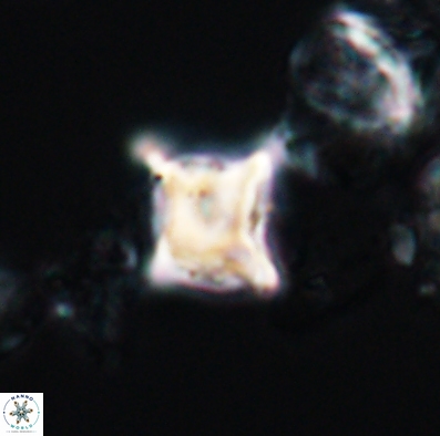 Palaeorhomboaster svabenickae 12590