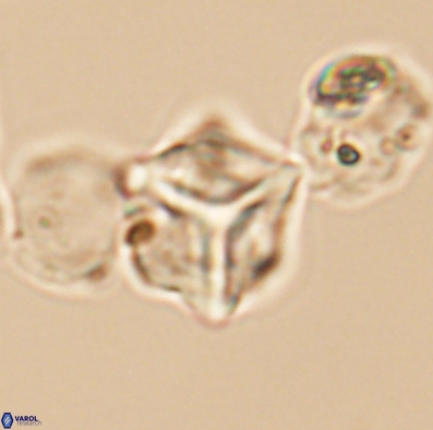 Palaeorhomboaster svabenickae 12594