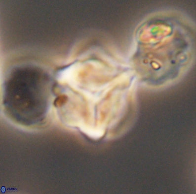 Palaeorhomboaster svabenickae 12595
