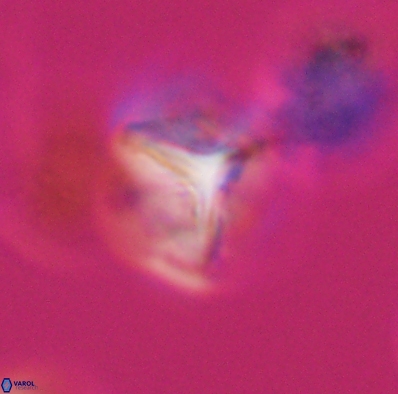 Palaeorhomboaster svabenickae 12597