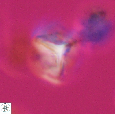 Palaeorhomboaster svabenickae 12597
