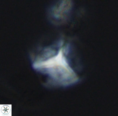 Palaeorhomboaster svabenickae 12599