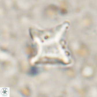 Palaeorhomboaster svabenickae 14829