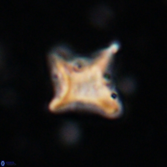 Palaeorhomboaster svabenickae 14830