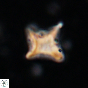 Palaeorhomboaster svabenickae 14830