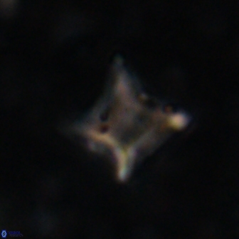 Palaeorhomboaster svabenickae 14832