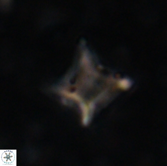 Palaeorhomboaster svabenickae 14832