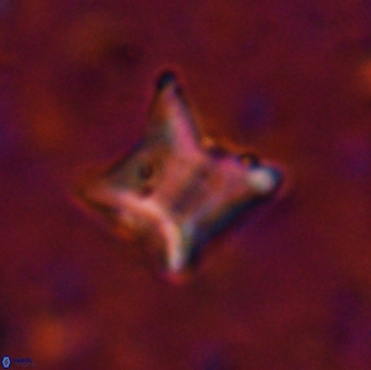 Palaeorhomboaster svabenickae 14833