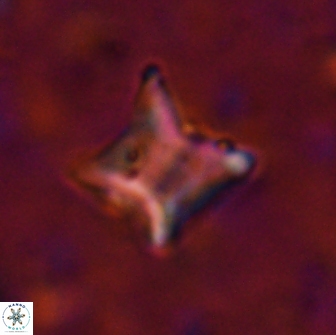 Palaeorhomboaster svabenickae 14833
