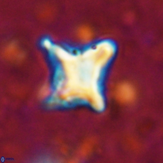 Palaeorhomboaster svabenickae 14834