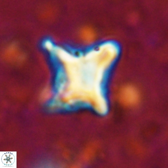 Palaeorhomboaster svabenickae 14834