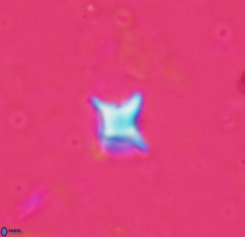 Palaeorhomboaster svabenickae 1830