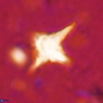 Palaeorhomboaster svabenickae 21253