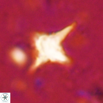 Palaeorhomboaster svabenickae 21253