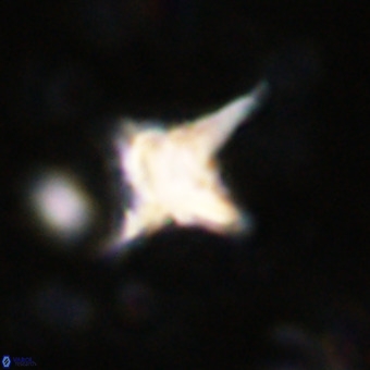 Palaeorhomboaster svabenickae 21254