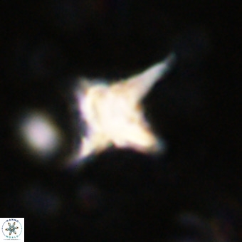 Palaeorhomboaster svabenickae 21254