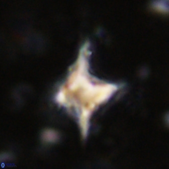 Palaeorhomboaster svabenickae 21258