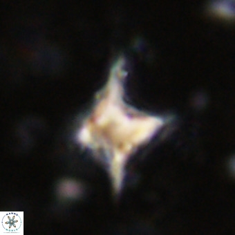 Palaeorhomboaster svabenickae 21258