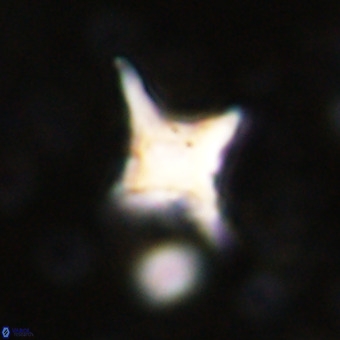 Palaeorhomboaster svabenickae 21259
