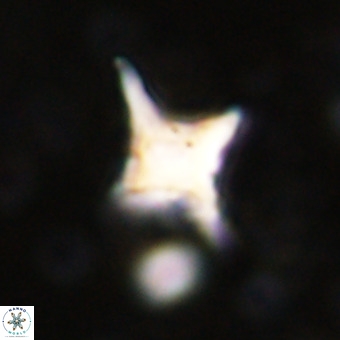 Palaeorhomboaster svabenickae 21259