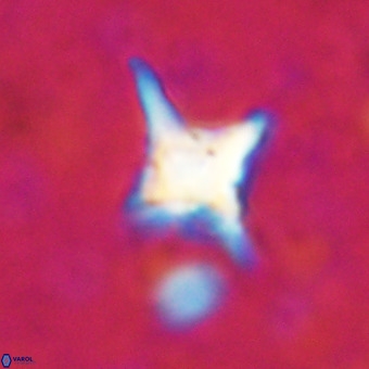Palaeorhomboaster svabenickae 21260