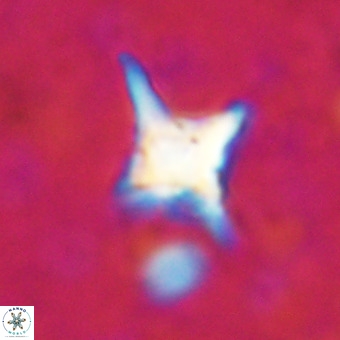 Palaeorhomboaster svabenickae 21260