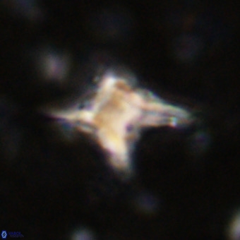 Palaeorhomboaster svabenickae 21262