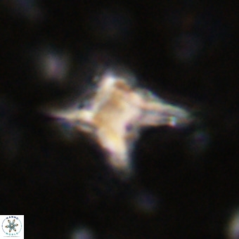 Palaeorhomboaster svabenickae 21262