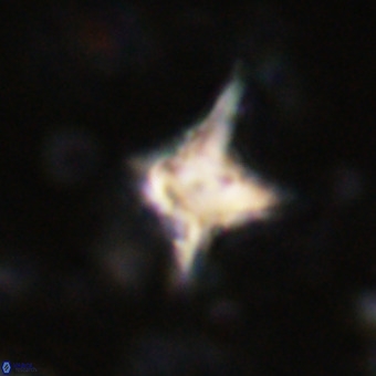 Palaeorhomboaster svabenickae 21263