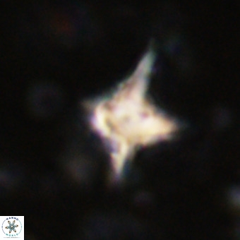 Palaeorhomboaster svabenickae 21263