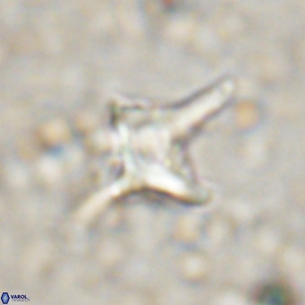 Palaeorhomboaster svabenickae 21265