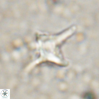 Palaeorhomboaster svabenickae 21265