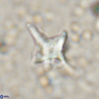 Palaeorhomboaster svabenickae 21268