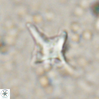 Palaeorhomboaster svabenickae 21268