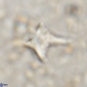 Palaeorhomboaster svabenickae 21269