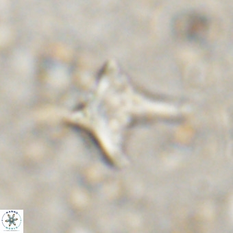 Palaeorhomboaster svabenickae 21269