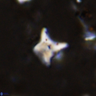 Palaeorhomboaster svabenickae 33815