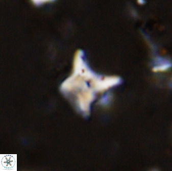 Palaeorhomboaster svabenickae 33815