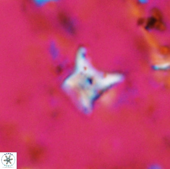 Palaeorhomboaster svabenickae 33816
