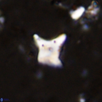 Palaeorhomboaster svabenickae 33818