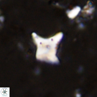 Palaeorhomboaster svabenickae 33818