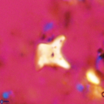 Palaeorhomboaster svabenickae 33819