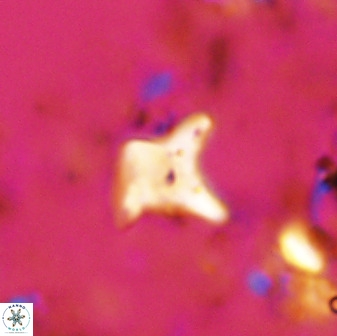 Palaeorhomboaster svabenickae 33819